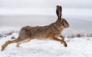 Hare,Running,In,The,Winter,Field