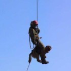 Кинологические расчеты службы спасения прошли ежегодную аттестацию